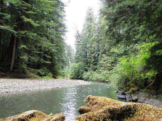 Fern Canyon