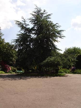 Community Cafe