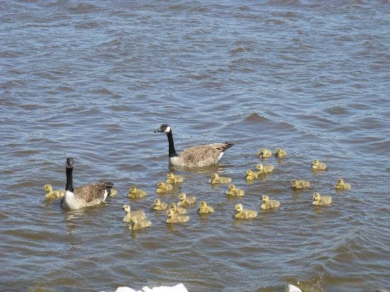 Wascana Lake & Gardens