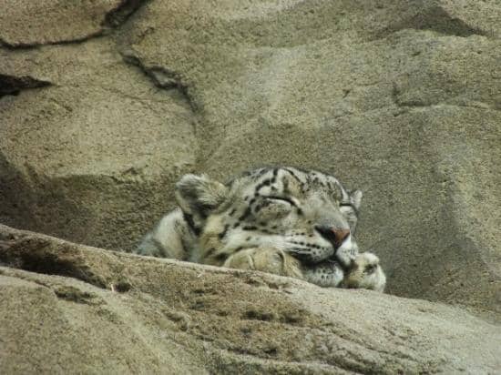 Native Alaskan Mammals