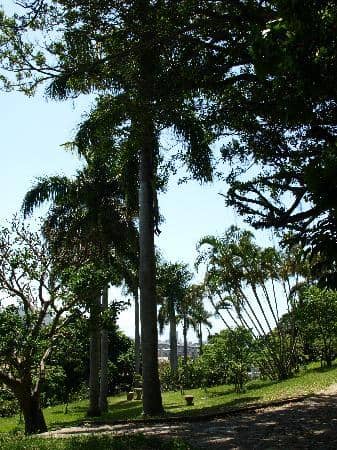 Lush Tropical Forest