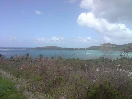 Mangrove Forests