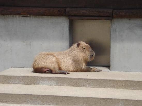 Zenitanago Freshwater Fish