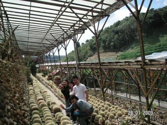 Fresh Produce Stalls