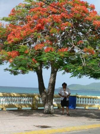 Wild Horses on the Beach