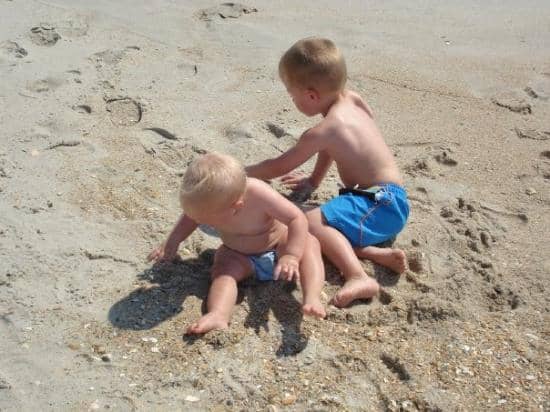 Venus Flytrap Habitat