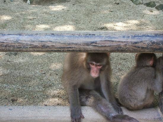 Unique Monkey Encounters
