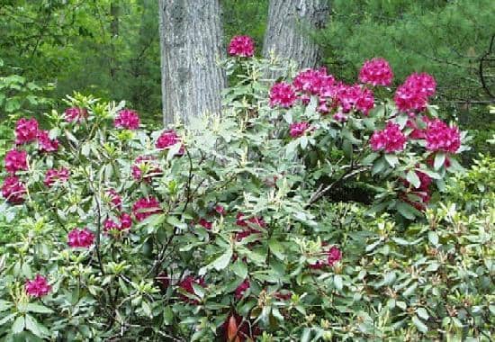 Rhododendron & Azalea Trails