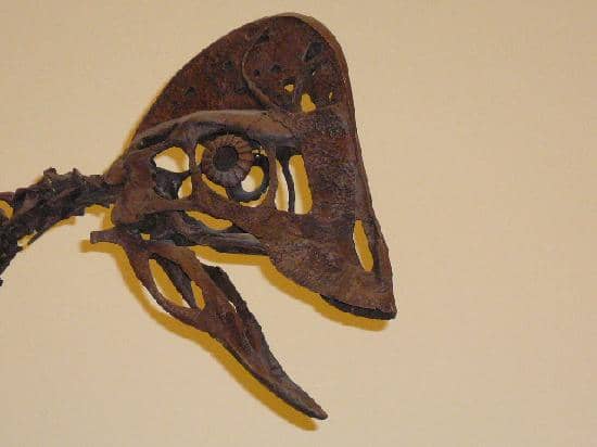 Working Fossil Lab