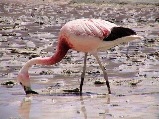 Sol de Mañana Geysers