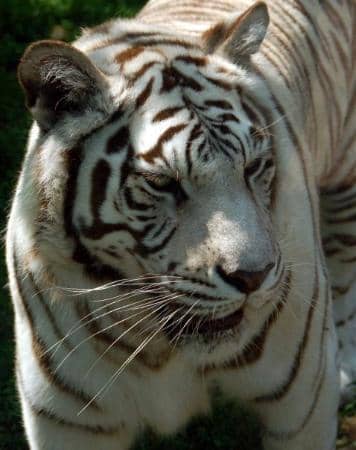 Calamansi Citrus Trees