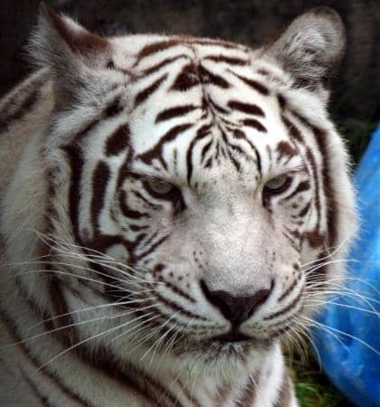 Centier Express Train