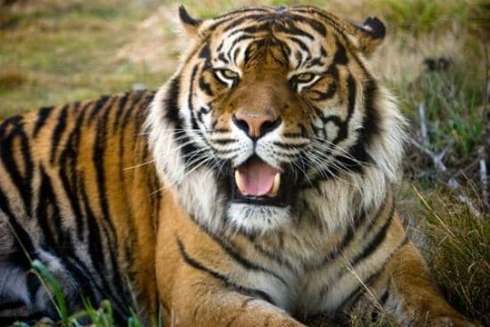 Native New Zealand Wildlife