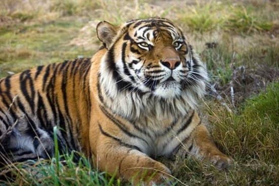 White Rhino Encounter
