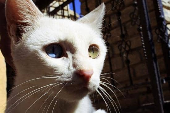 Ruins of the Ancient Fortress