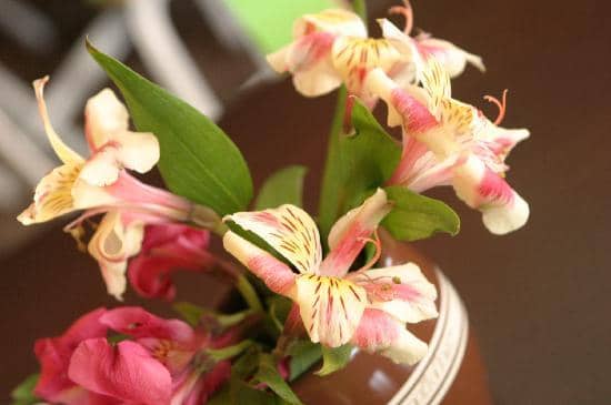 Hearty Breakfast Burritos