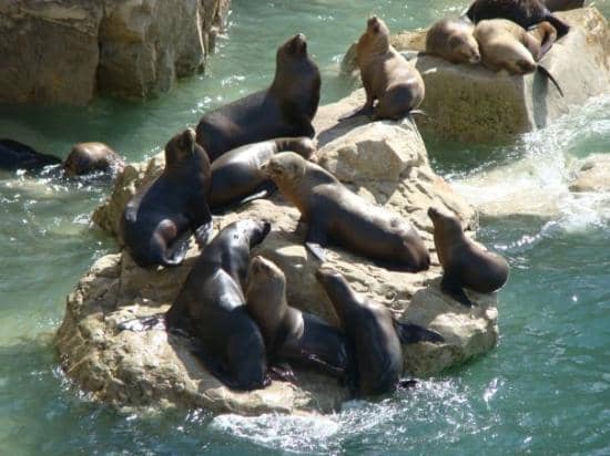 Patagonian Flora & Fauna