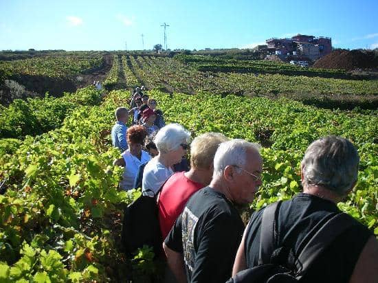 Wine Tasting Experience