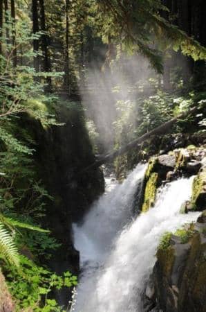 The Rainforest Trail