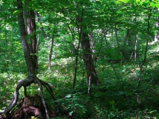 Black Rock Lake Trail