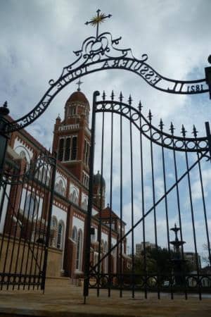 Enormous Live Oak Tree