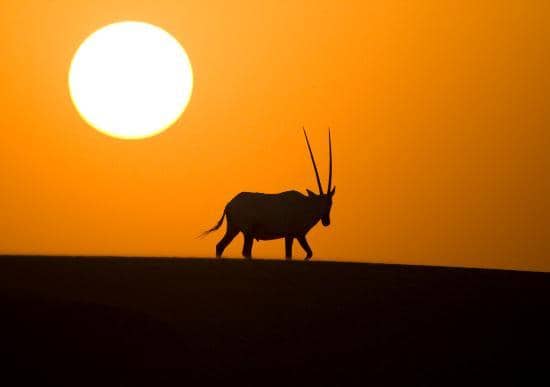 Sunrise Hot Air Balloon