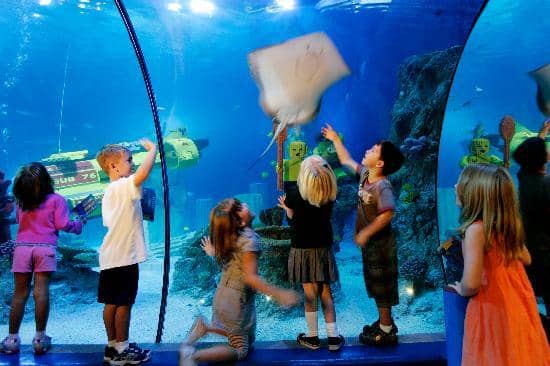 Seahorse Sanctuaries