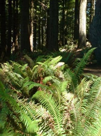 Dog-Friendly Exploration