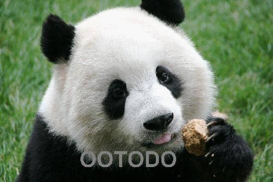 Giant Panda Enclosures