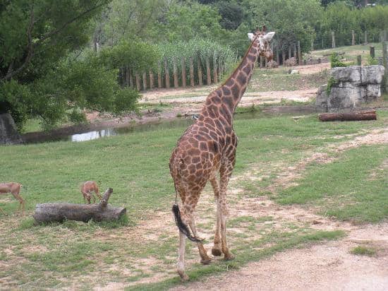 Indoor Reptile House