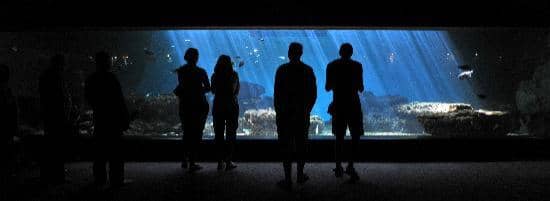 Shark Encounters