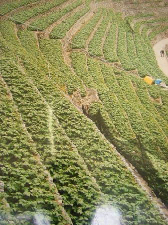 Potato Cultivation