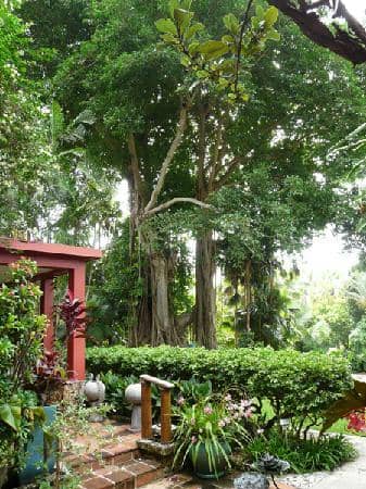 Giant Banyan Tree