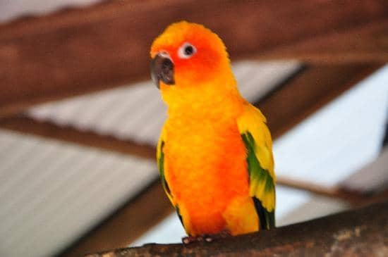 Free-Flying Macaws