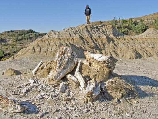 Ancient Petrified Wood