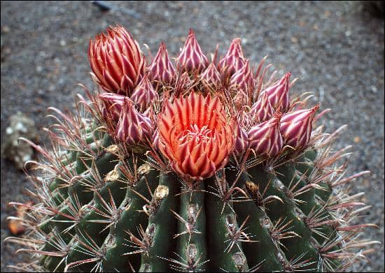 Cactus Cocktails