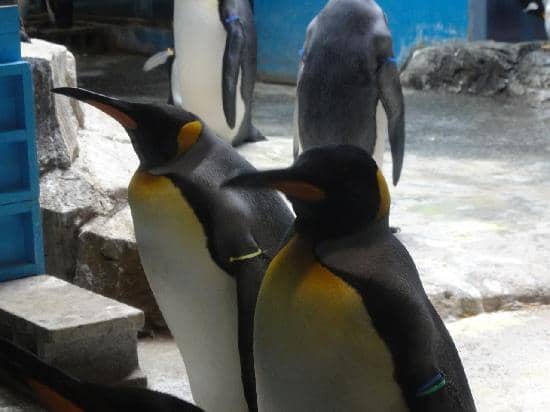 Unique 'Penguin Beach' Exhibit