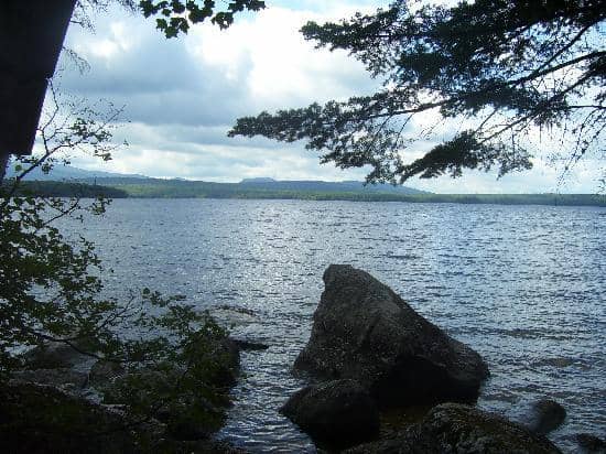 Majestic Moose Sightings