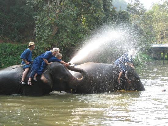 Elephant Paddock
