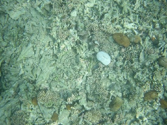 Fresh Seafood Delights