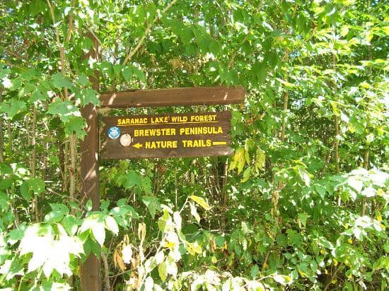 Adirondack Forest