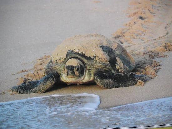 Sunrise Turtle Tour