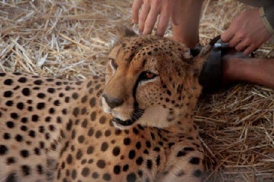 Cheetah Walk Experience