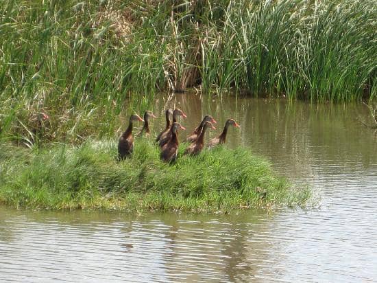 Alligator Sanctuary