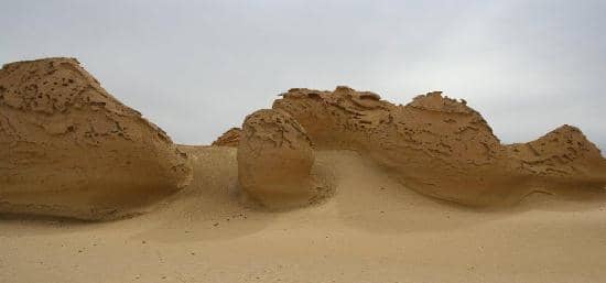 Ancient Whale Fossils