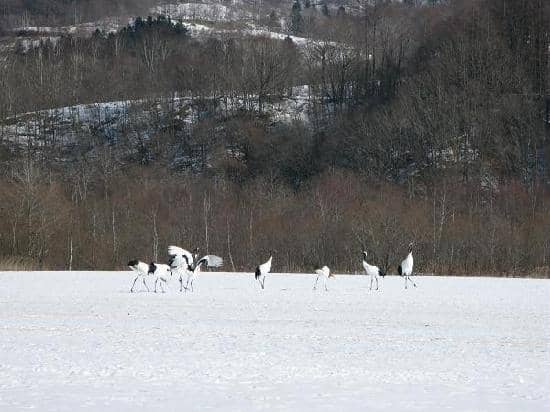 Feeding Site Observations