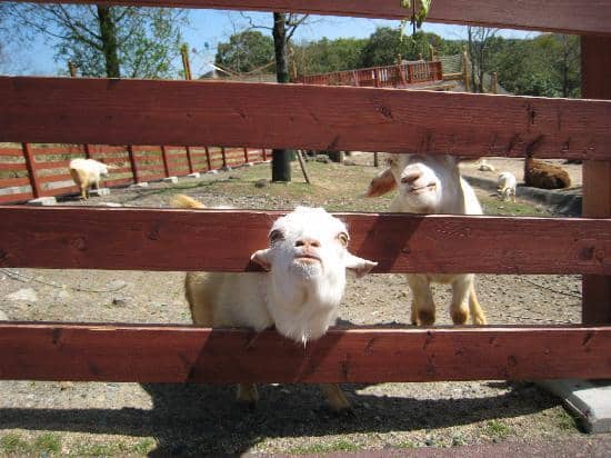 Petting Zoo Encounters