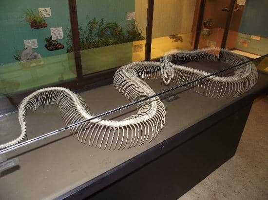 Dinosaur Skeletons