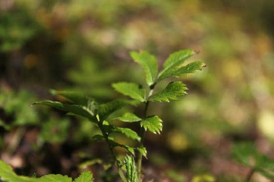 Mirador Zapador Austral