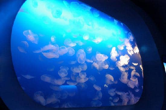 Jellyfish Hall
